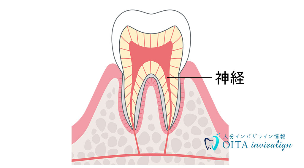 歯の神経とは